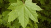 Acer Platanoides