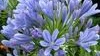 Agapanthus