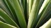 Agave Verde