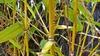 Bamboo Aurea