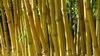 Bamboo Aureocaulis