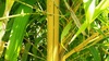 Bamboo Vivax