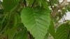 Betula Jacquemontii Contorta