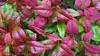 Nandina Fire Power