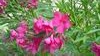 Oleander