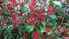 Photinia Red Robin