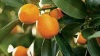 Kumquat