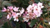 Rhaphiolepis Springtime