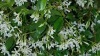 Rhyncospermum jasminoides