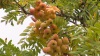 Sorbus_domestica