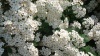 Spirea