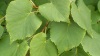 Tilia cordata