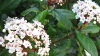 viburnum tinus