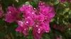 Bougainvillea Arches