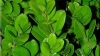 Buxus Faulkner