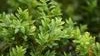 Buxus Sempervirens