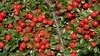 Cotoneaster