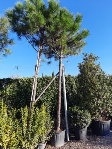 Pinus Pinea